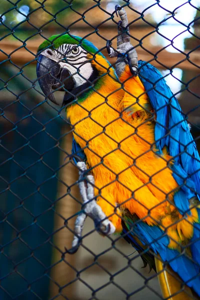 Ara鸟关在笼子里监狱里的异国鸟笼中的动物园动物 — 图库照片