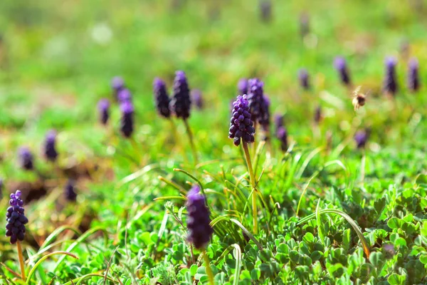 Hrozny Hyacinth Divoké Květiny Rostoucí Jarním Období — Stock fotografie