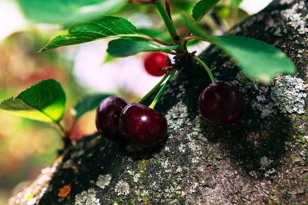 Cherries Growing Tree Trunk Cherry Tree Tasty Fruits Springtime Ripe — Stock Photo, Image