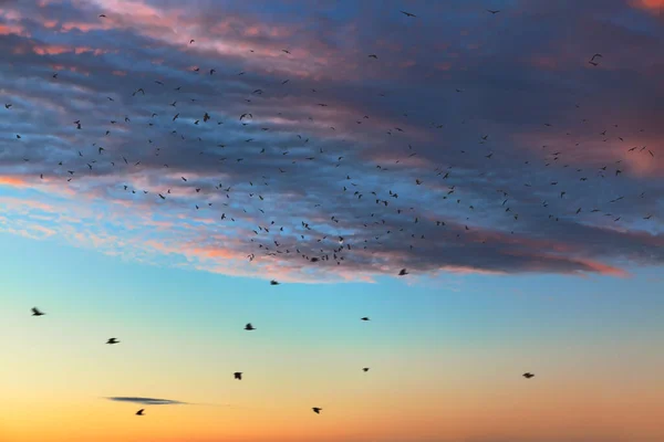 Troupeau Corbeaux Volant Haut Dans Ciel Oiseaux Crépuscule Ciel — Photo