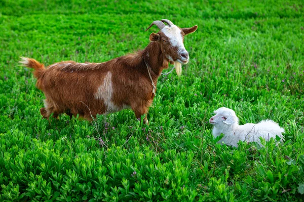 Geit Met Baby Huisdieren Moeder Kind Veehouderij Het Weiland — Stockfoto