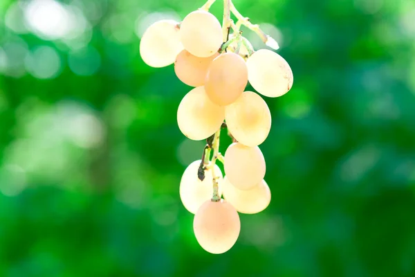 Wieszanie Winogron Zielonym Tle Słodkie Owoce Jesienią — Zdjęcie stockowe