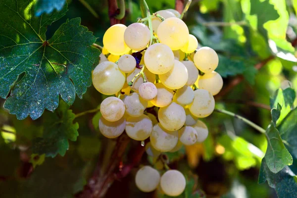 Riesling Popularne Słodkie Winogrona Uprawy Jesienią — Zdjęcie stockowe