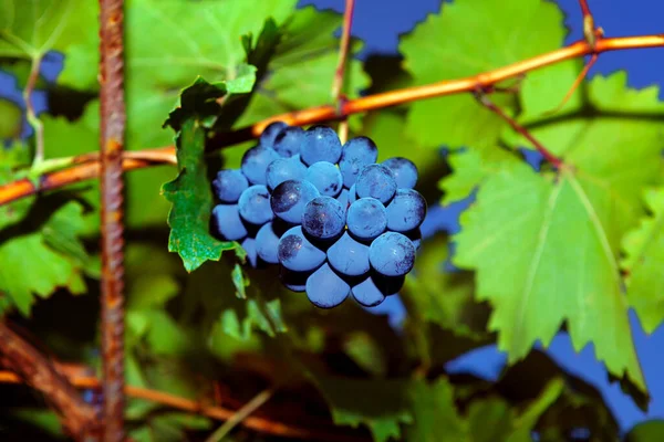 Uvas Escuras Crescer Jardim Uvas Para Alimentação Sumos Vinificação — Fotografia de Stock