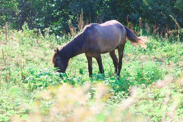 Cavalo Pastando Prado Ensolarado Cavalo Castanho Pasto — Fotografia de Stock