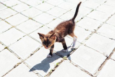 Yavru kedi kaldırımda yürüyor. Terk edilmiş küçük kedi yalnız yürüyor.