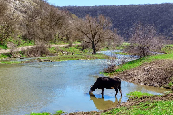 Cow Standing River Drinking Water Domestic Animal River —  Fotos de Stock