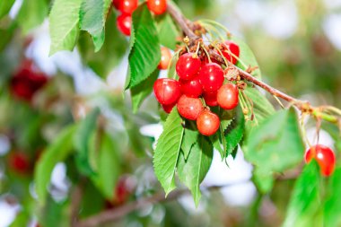 Dalda kirazlar yetişiyor.