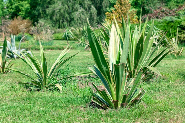 Aloe Vera Bitkisi Tropikal Park 'ta Vahşi Büyüyor. Yeşil egzotik parklar