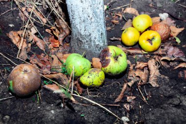 Bahçede düşmüş ve bozulmuş elmalar. Hasat hatası