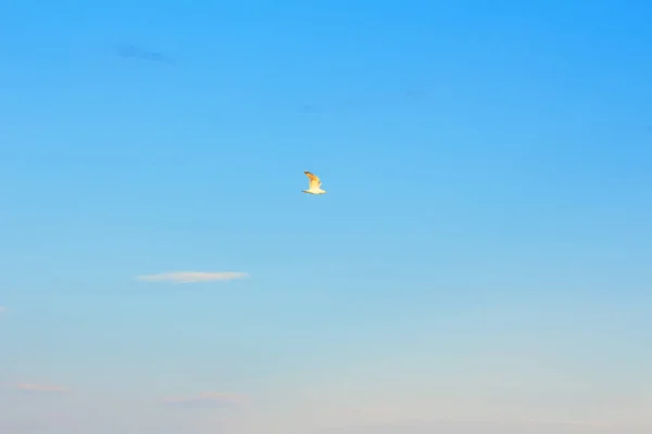 Ένας Γλάρος Στον Ουρανό Γαλάζιος Ουρανός Πάνω Από Θάλασσα — Φωτογραφία Αρχείου