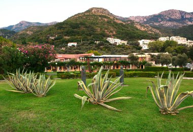 Karadağ 'daki Sveti Stefan devlet parkı. Aloe Vera bitkisi tropikal parkta yetişiyor. 
