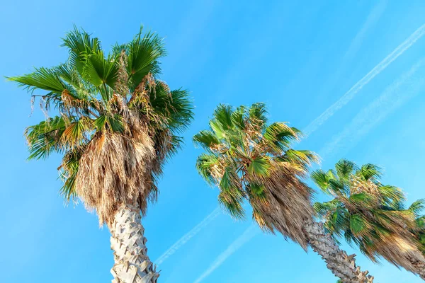 Palmen Zonnige Zomerdag Tropische Bomen Tegen Blauwe Lucht — Stockfoto
