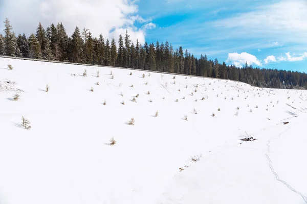 Fir Trees Snowy Hill Coniferous Forest Winter — Stockfoto