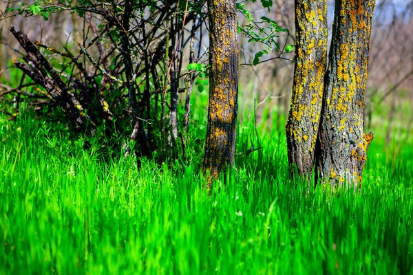 Troncos Árboles Hierba Verde Fresca Naturaleza Del Bosque Primavera — Foto de Stock