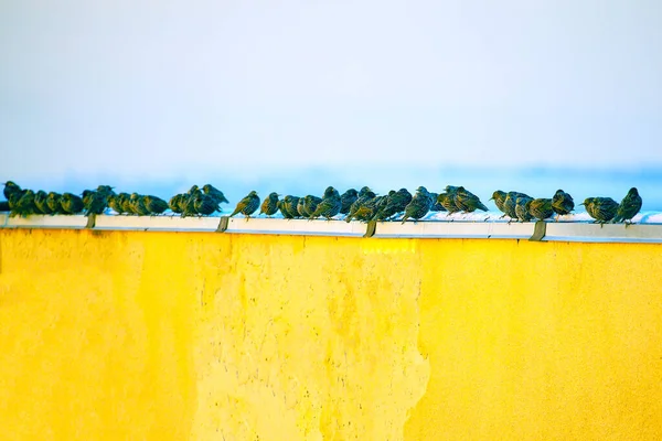 Çatıda Bekleyen Kuşlar Var Sığırcık Sürüsü Çatıda — Stok fotoğraf