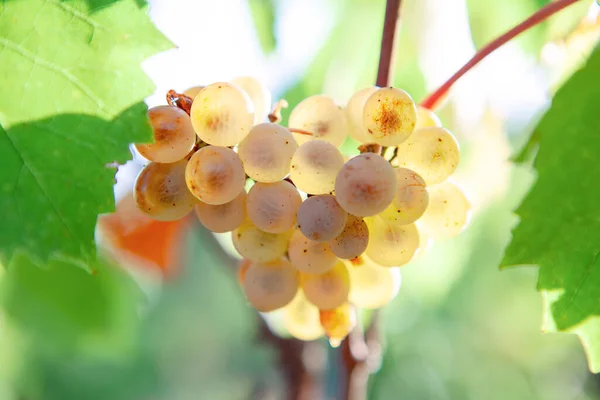 Raisins Doux Non Cultivés Poussant Automne — Photo