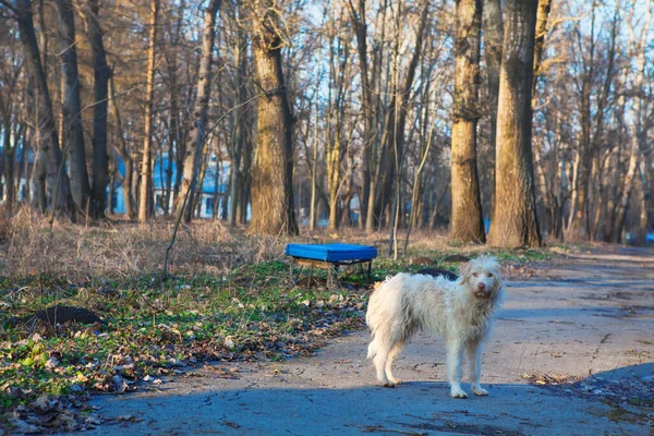 Wolnostojący Pies Miejski Opuszczone Zwierzę Uliczne Patrzące Kamerę — Zdjęcie stockowe