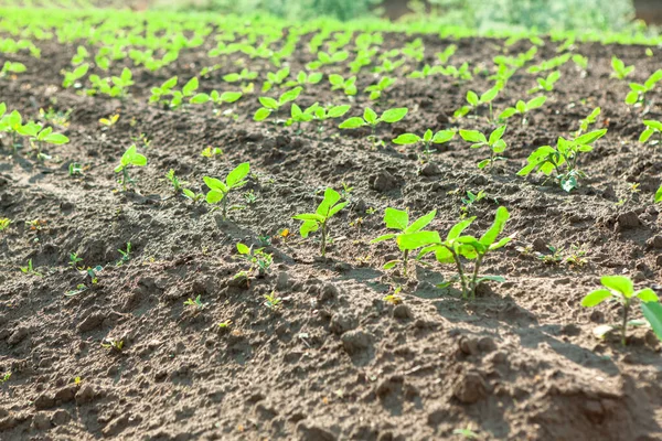 Jordbruksfält Med Solrosor Unga Växter Plantering Unga Solrosplantor Som Växer — Stockfoto