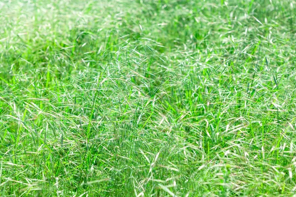 Growing Green Grass Background Springtime — Stock Photo, Image