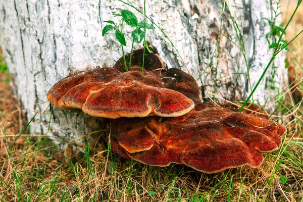 Elder Bracket, ağaç gövdesinde büyüyen mantar. Ganoderma Resinaceum
