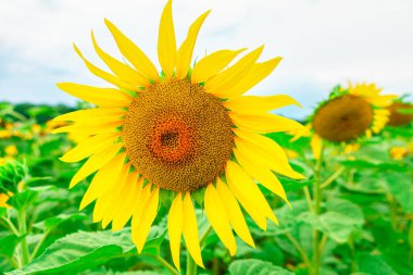 Ayçiçeği kafalı. Sarı yapraklı güzel tarımsal çiçek