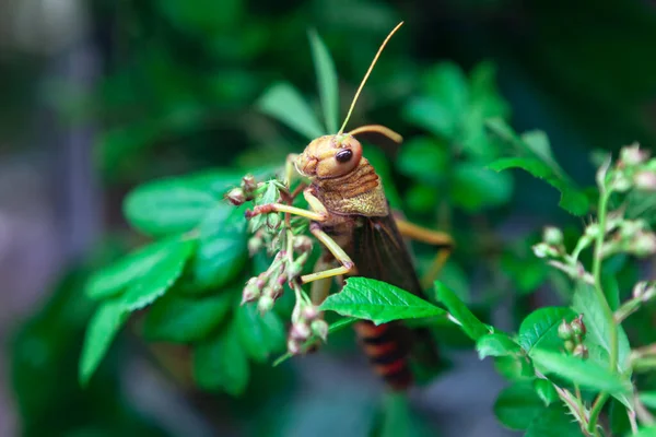 Criquet Pèlerin Dans Nature Verte Grasshopper Acrididae Family Macro Insecte — Photo