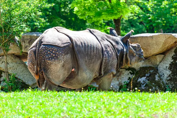 Rhinocéros Indien Dans Zoo Sur Herbe Verte Rhinocéros Licornes Rhinocéros — Photo