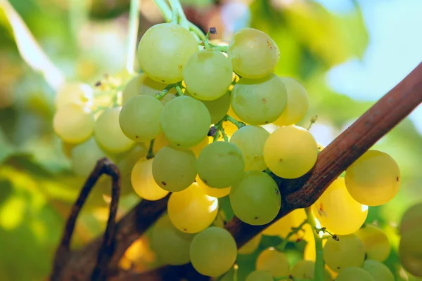 Biologische Druiven Van Eigen Bodem Vers Fruit Tuin — Stockfoto