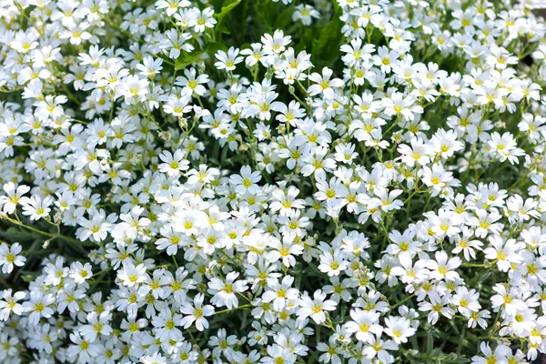 Φυσικό Μοτίβο Λουλουδιών Άσπρα Αγριολούλουδα — Φωτογραφία Αρχείου