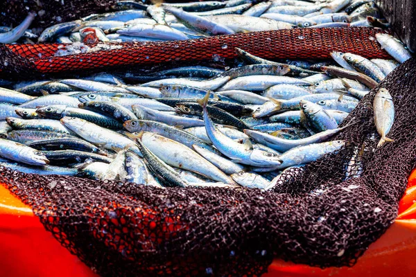 Halfogás Halászhálóban Friss Fogás Atlanti Óceán Szardínia — Stock Fotó