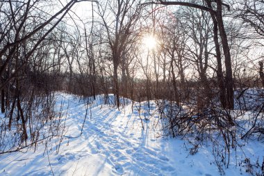 Karda ayak izleri. Kış parkında patika. Güneş dallarda parlıyor.