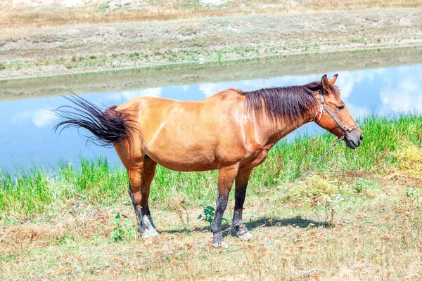 Domestic Brown Horse Chain Riverside Domestic Mammal Summer — Stock Photo, Image