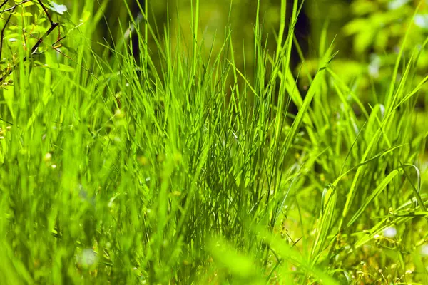 Fundo Grama Floresta Vegetação Verde Verão — Fotografia de Stock