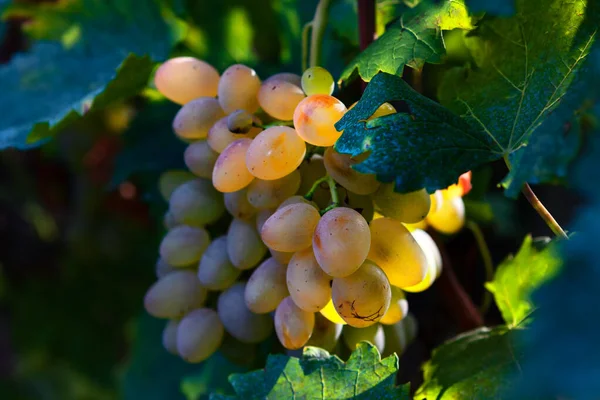 Winogrona Rosnące Miękkim Świetle Winogrona Słodkie Produkcji Wina — Zdjęcie stockowe