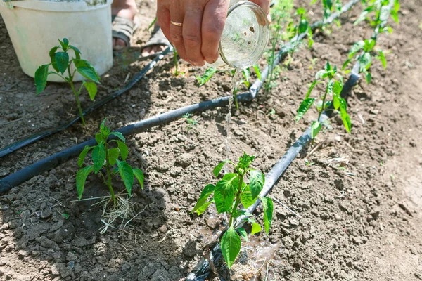 Farmer Watering Seedlings Jar Manual Irrigation Garden — Fotografia de Stock