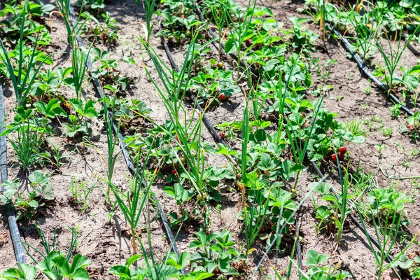 Growing Strawberries Onions Garden — Fotografia de Stock