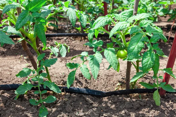 Growing Tomato Vegetable Garden Homegrown Tomato — Foto Stock