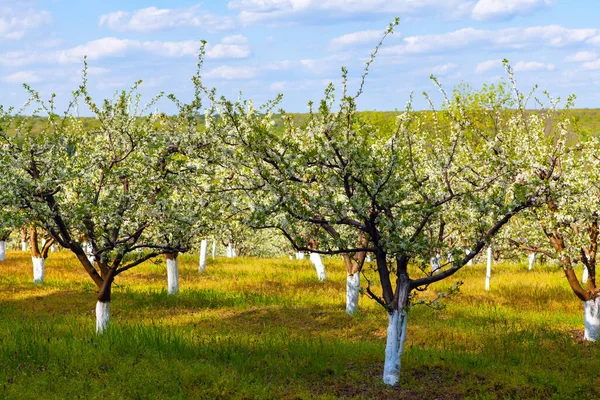 Elma ağaçlı bahçe. Baharda çiçek açan bahçe