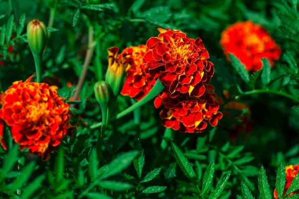 Tagetes Patula Jardim Francês Marigold Flores — Fotografia de Stock