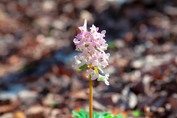 Corydalis Marschalliana Flower Growing Forest Wild Blooming Plants Spring — Fotografia de Stock