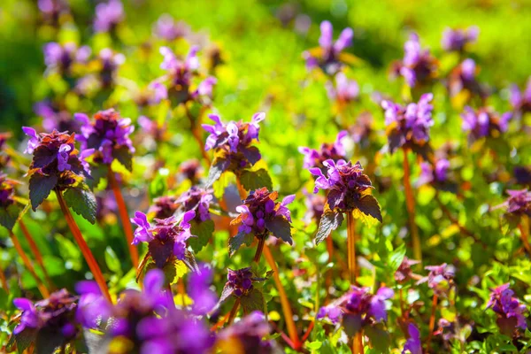 Wild Flowers Growing Sunny Meadow Natural Floral Pattern Pulmonaria Officinalis — Fotografia de Stock