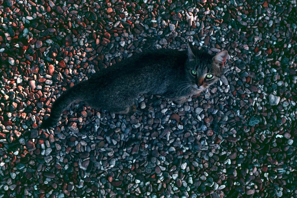 Kedi Çakıl Taşlarının Üzerinde Duruyor Düşük Işıkta Parlayan Kedi Gözleri — Stok fotoğraf