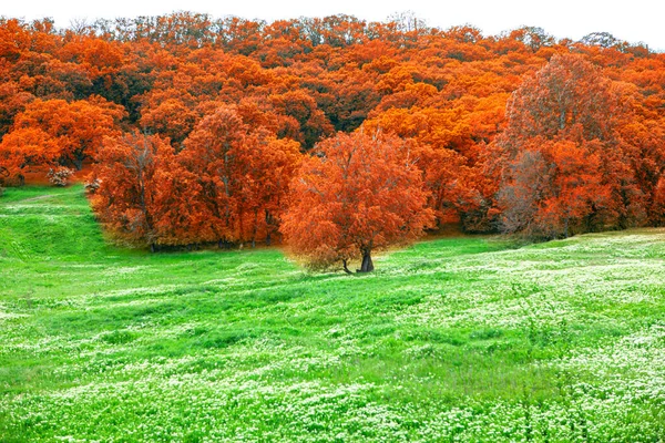 Autumn and Summer Nature in One Photo . Red trees and green meadow