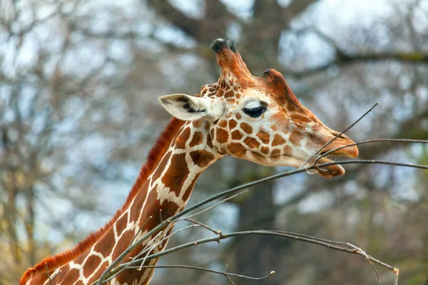 Wild Giraffe Eating Branches African Wildlife Reserve — Stock Photo, Image
