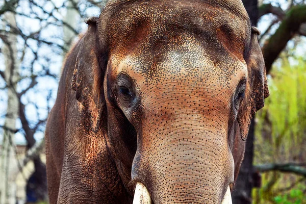 Retrato Elefante Asiático Piel Animal Áspera Detalles Cara Elefante —  Fotos de Stock