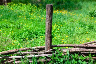 Hasır çit ve yeşil çayır. Köyde yaz mevsimi. Çimenli ve karahindibalı çayır