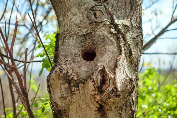 Пустота Дереве Птичье Гнездо Дереве — стоковое фото