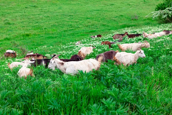 Des Chèvres Pâturent Sur Prairie Verte Domestiques Animaux Cornés — Photo