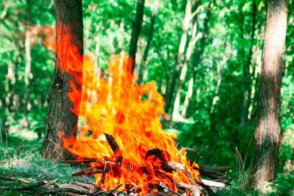 Flame Fire Forest Dangerous Burning Campfire Woodland — 스톡 사진